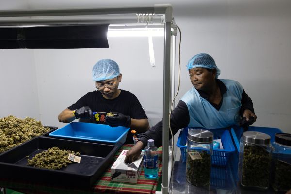 Harvested marijuana buds are trimmed at Supasiri Farm in Lam Plai Mat District of Buriram province, Thailand.
