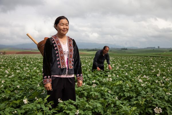 Potato farmers in their potato fields in Tak Province, Thailand.