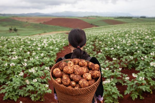 Potato farmers in their potato fields in Tak Province, Thailand.