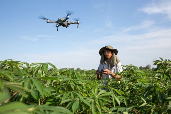 A workers flies a drone to view the cassava field.
