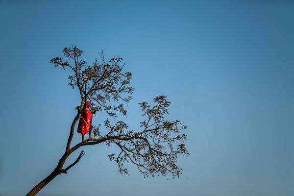 A supporter of the MDC-Alliance (Movement for Democratic Change-Alliance) leader and opposition presidential candidate Nelson Chamisa watches the party's closing campaign rally at Freedom square from atop a tall tree in Harare, on July 28, 2018.