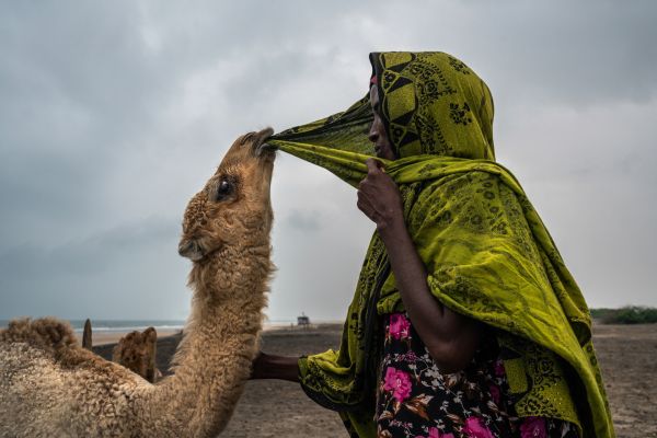 Five-month-old camel Baarud playfully pulls at Aadar Mohamed's (44) hijab in Hiijinle village outside Lughaya in north-western Somaliland, on December 10, 2019.
