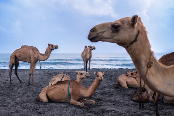 Camel