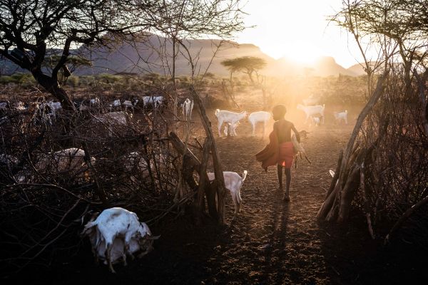 Pastoralist Lobikito Leparselu milks his family’s lactating goats at dawn in their manyatta before they’re let out to graze in Meibae Community Wildlife Conservancy in Samburu County, Kenya, on March 26, 2021.