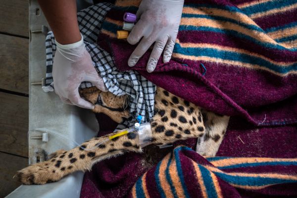 A veterinarian checks the pupils of a barely conscious cheetah, dehydrated and suffering from infected puncture wounds, likely caused by another animal, at North Kenya Veterinary Services in Nanyuki, Kenya, on April 9, 2021.