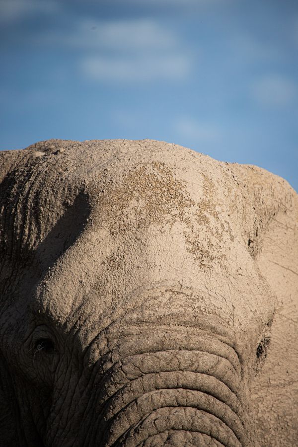 Bull elephants roam through Tawi Conservancy, a crucial corridor that links Amboseli National Park with the Chyulu Hills and Tsavo protected areas in Kenya, on May 22, 2022.