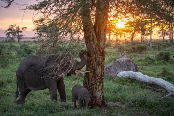A mother elephant and young calf roam through Kimana Sanctuary, a crucial corridor that links Amboseli National Park with the Chyulu Hills and Tsavo protected areas in Kenya, on May 23, 2022.
