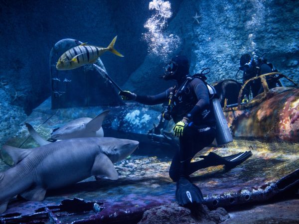 A feeding demonstration for sharks and rays, representing 25 different species, at the largest aquarium in the Middle East, The National Aquarium, featuring more than 300 unique species of aquatic wildlife across 10 nautically-themed zones in Abu Dhabi, the capital of the United Arab Emirates, on July 24, 2022.