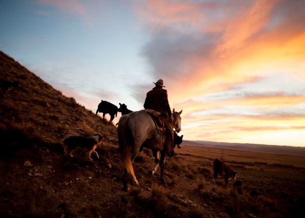 Cowboy