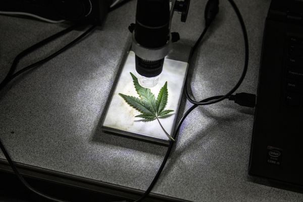 Marijuana