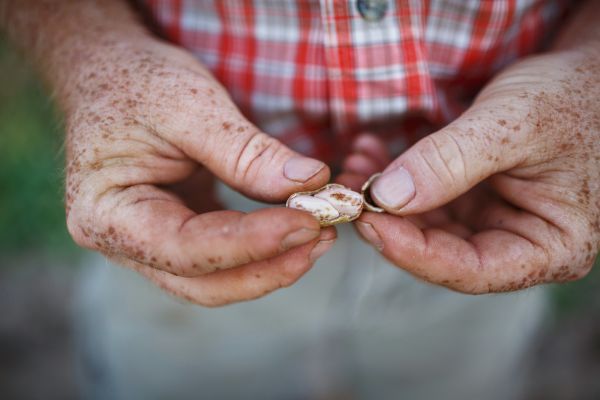 Clark Roundtree shells a peanut he just dug up in the field.