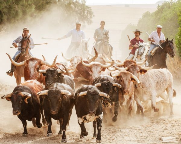Bullfighters