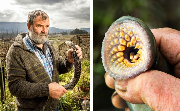 Lamprey Fishing