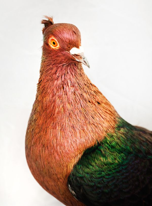Pigeon