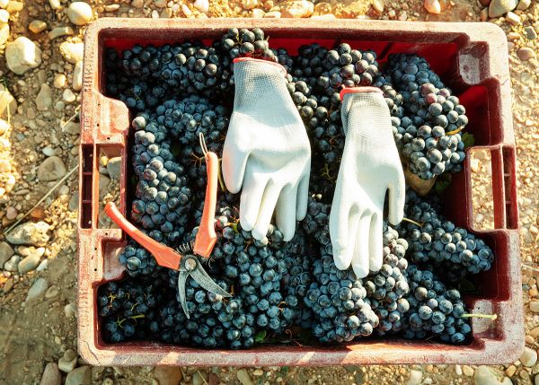 Winemaking