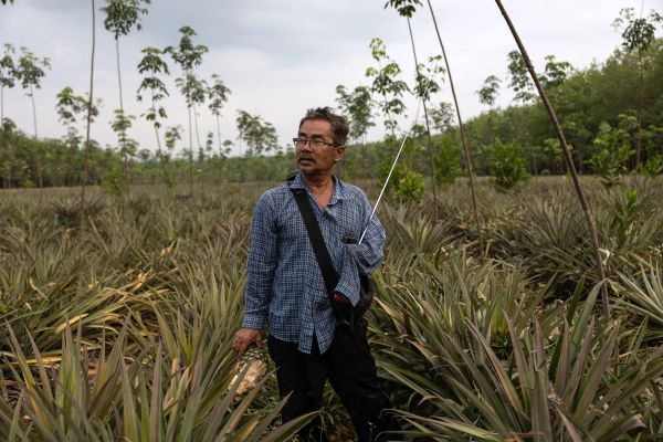 Chern Kaewluang, 59, holds a half eaten pineapple discarded by a raiding elephant.