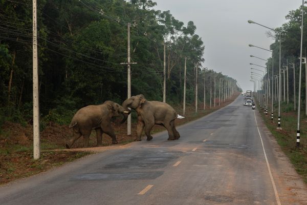 Two male elephants fight on a main road in the early morning, causing traffic to stop.