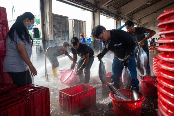 Burmese migrant workers sort fish at Phuket Port.