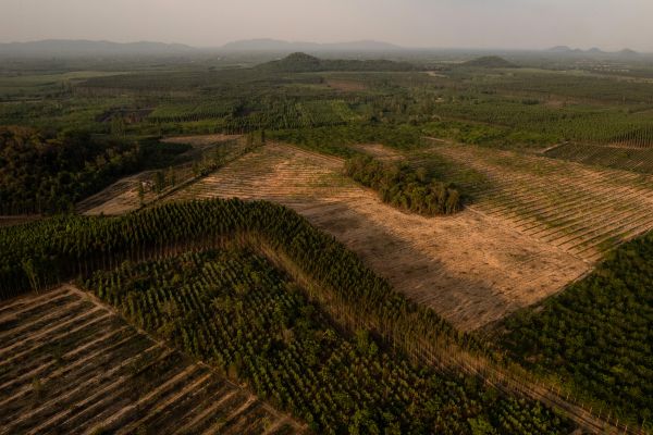 Large swathes of eucalyptus plantations.