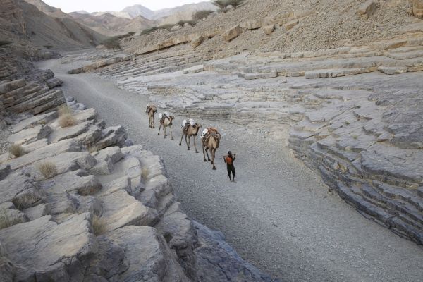 Camels carrying salt bricks walk for two days to deliver the salt.