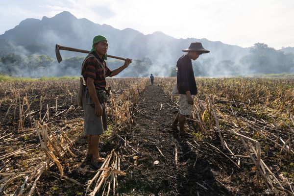 Local farmers burn their crops of corn during harvesting.
