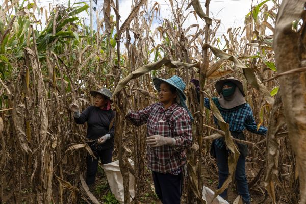Local farm labourers work in a corn plantation harvesting corn.