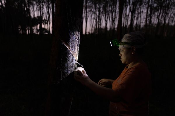 A Burmese migrant worker works at dusk in a rubber plantation.