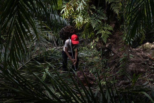 A Burmese migrant worker working in a plan oil plantation.