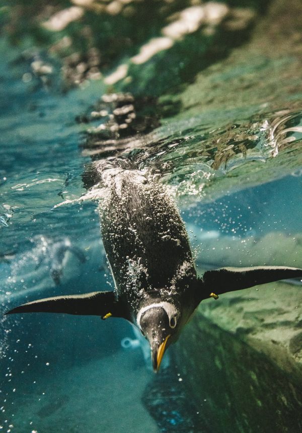 Penguin