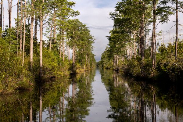 Thursday, June 3rd, 2021, Folkston, GA, Okefenokee National Wildlife Refuge, Swamp canal