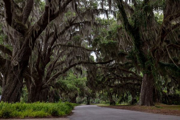 Thursday, June 3rd, 2021, St. Simons Island, GA, Hamilton Rd.