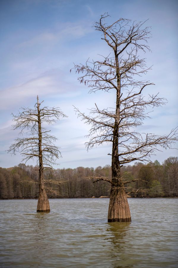Trees