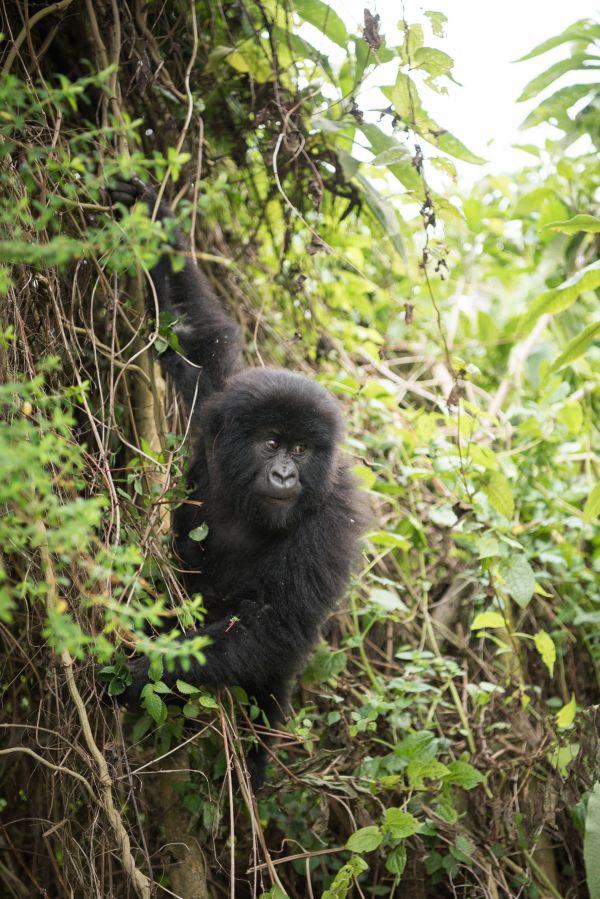 Taylor Glenn Animals Portfolio