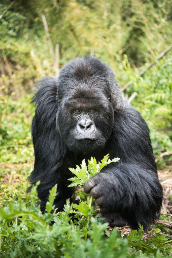 Taylor Glenn Animals Portfolio