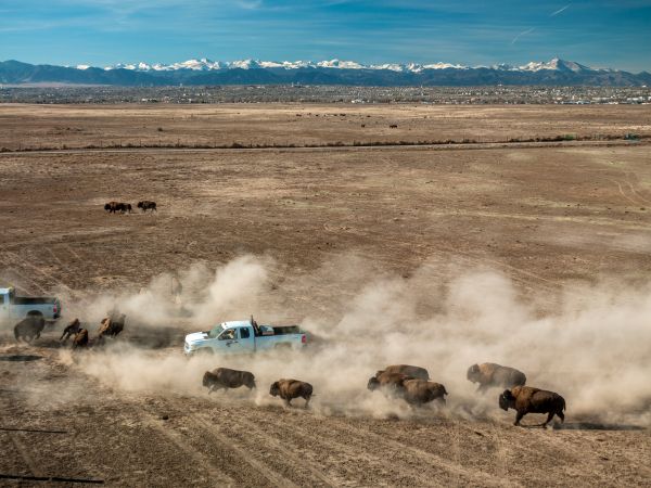 Using government pickup trucks U.S. Fish and Wildlife officers drive American bison toward the roundup corral at the Rocky Mountain Arsenal Wildlife Refuge in Commerce City, Colorado, U.S.A.
