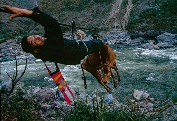 To reach the weekly market at Chenggan village, a man pulls himself and his cow along a steel zip-line cable to cross the Nu River in Yunnan province China where there was not a bridge.
