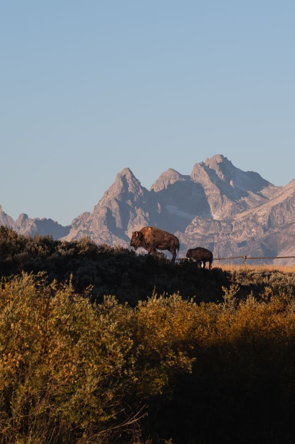 Taylor Glenn Animals Portfolio