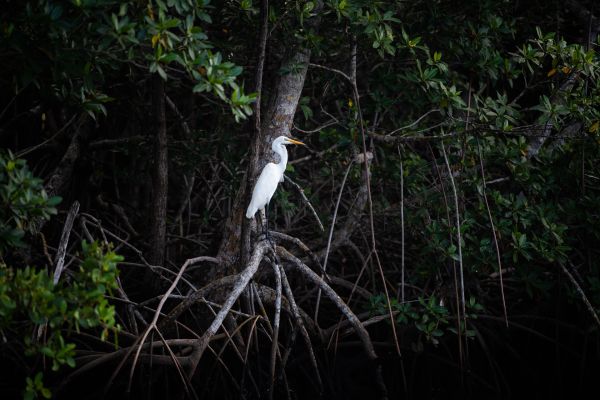 Taylor Glenn Animals Portfolio