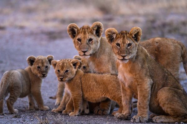 Taylor Glenn Animals Portfolio