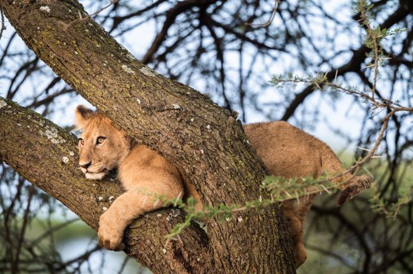 Taylor Glenn Animals Portfolio