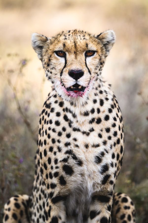 Taylor Glenn Animals Portfolio