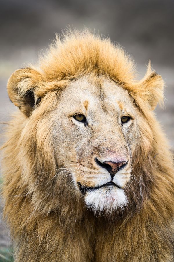 Taylor Glenn Animals Portfolio