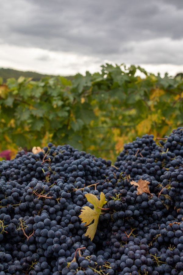 Gabriele Stabile Portfolio