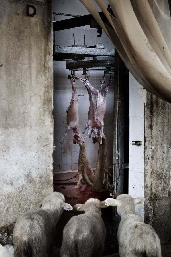 Tommaso Ausili Portfolio