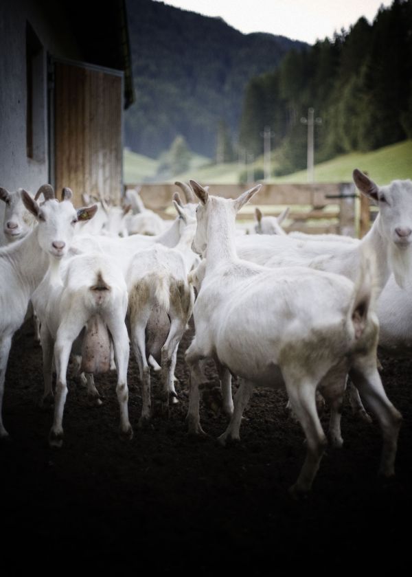 Lorenzo Pesce Portfolio